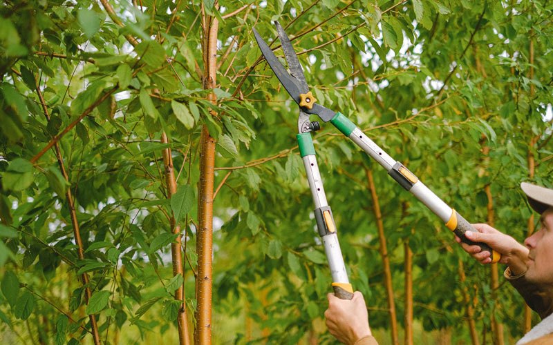 Tree trimming in Starbuck, WA